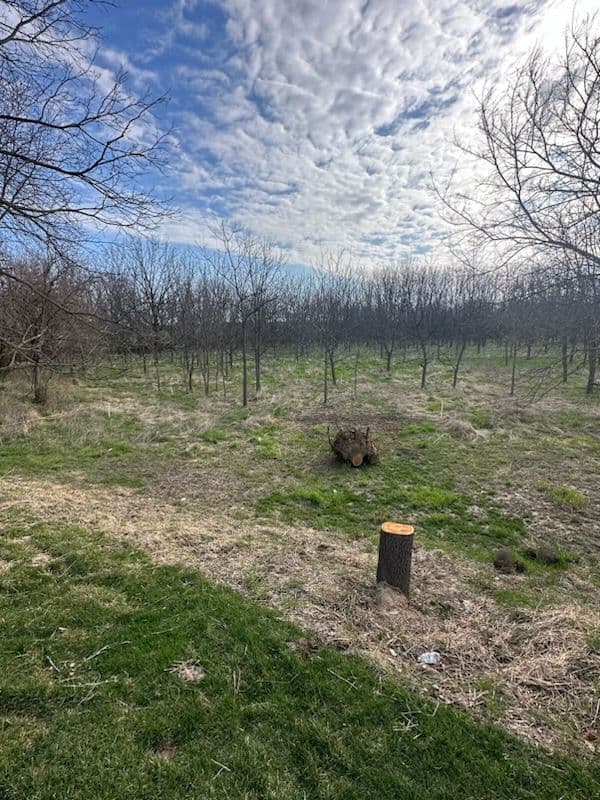 Comprehensive Land Clearing in Mahomet image