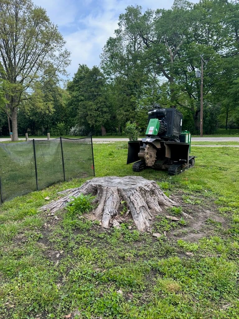 Efficient Stump Grinding for Clear Green Spaces image