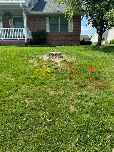 Efficient Stump Removal in Leroy image