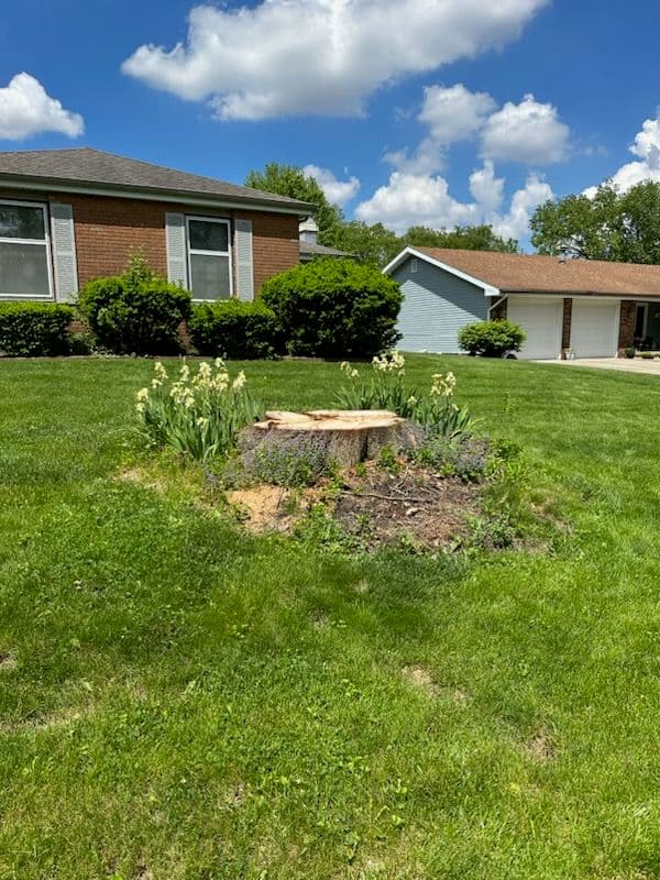 Efficient Stump Grinding for a Pristine Mahomet Yard image