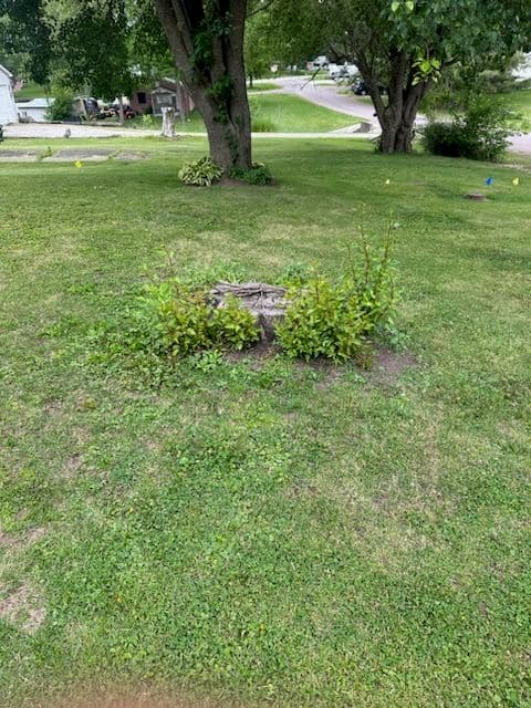 Stubborn Stump Transformed into Lush Landscape image