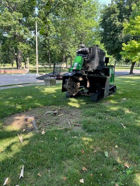 Expert Stump Removal in Bloomington image