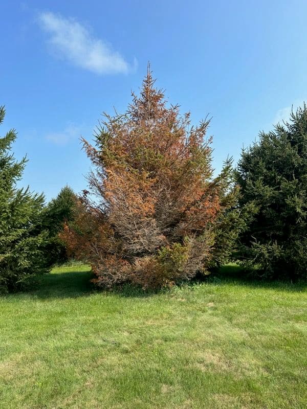 Transform Your Yard with Expert Tree Removal image