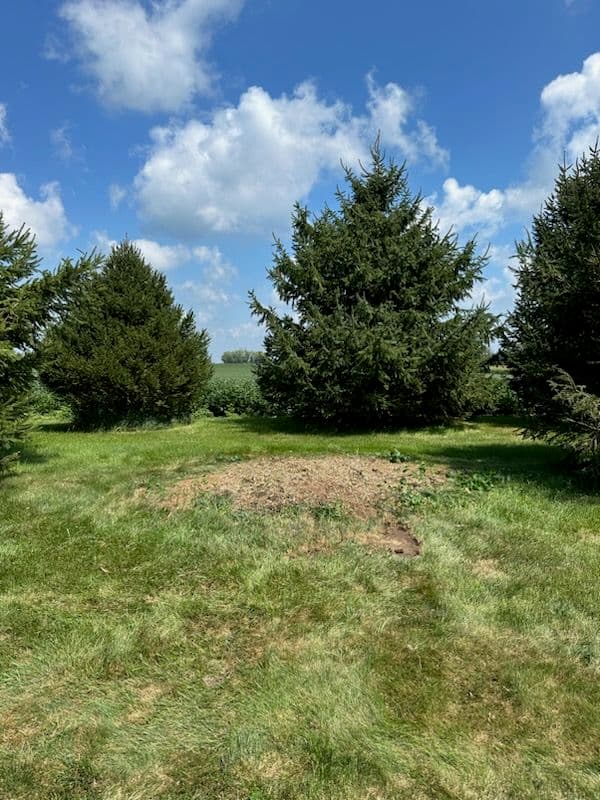 Gallery photos for Transform Your Yard with Expert Tree Removal: Image #1