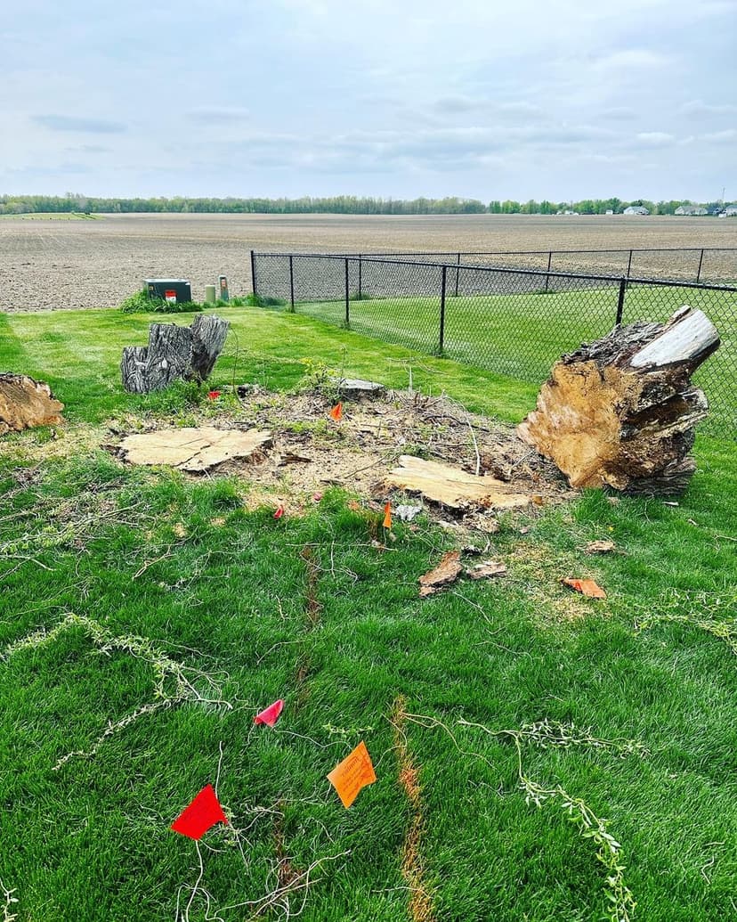 Tree stump removal site with marked areas and grassy lawn in rural landscape.
